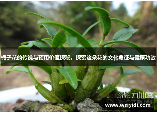 栀子花的传说与药用价值探秘，探索这朵花的文化象征与健康功效